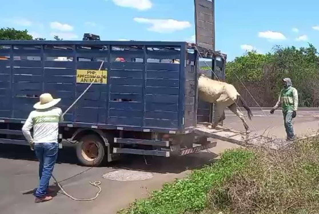 Operação apreende mais de 214 animais soltos em estradas do Piauí.
