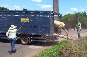 Operação apreende mais de 214 animais soltos em estradas do Piauí. (Foto: Reprodução/ PRF-PI)