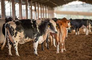 Ministério da Agricultura esclarece não existir risco para consumo. (Foto: Reprodução/ Agência Brasil)