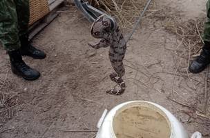 Polícia Ambiental em resgate a animais silvestres (Foto: FOTO: ASCOM Polícia Ambiental)