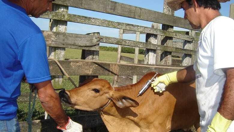 A vacinação é essencial para a proteção do rebanho.