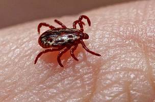 Especialista orienta sobre prevenção e tratamento da febre maculosa. (Foto: Reprodução/ Internet)