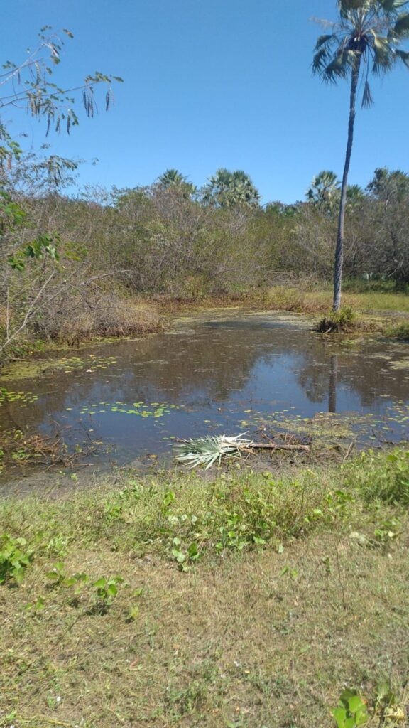 Corpo de recém-nascido é encontrado no Norte do Piauí