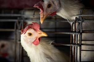 Governo do Piauí decreta emergência zoossanitária por gripe aviária sem casos confirmados. (Foto: Reprodução/ Agência Brasil)