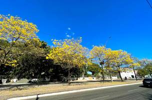 Florada dos ipês em Teresina. (Foto: Luis Fernando Amaranes/ Correio Piauiense)
