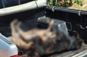 Os animais foram encontrados todos no bairro Rosário, localizado no município de Oeiras. (Foto: Reprodução)