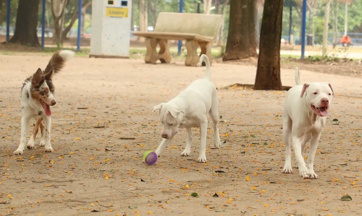 Cachorros.