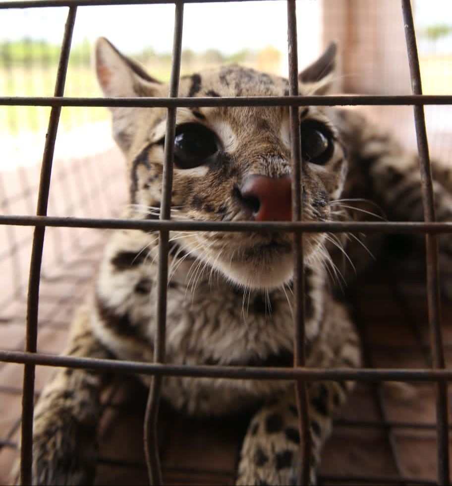 Jaguatirica resgatada é entregue à Polícia Ambiental após um ano de cuidados.