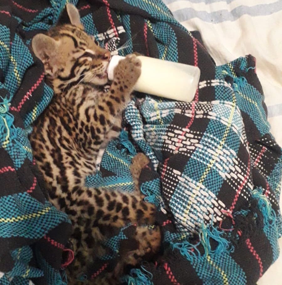 Jaguatirica resgatada.