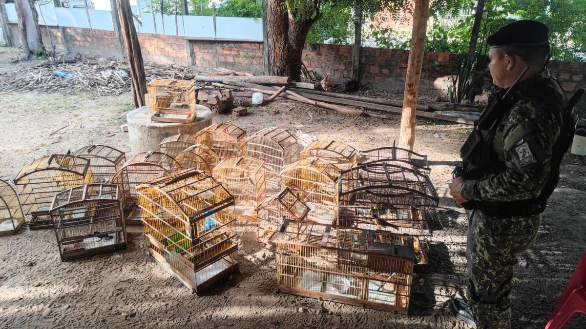 PM resgata mais de 50 aves silvestres mantidas em cativeiros ilegais em Teresina.