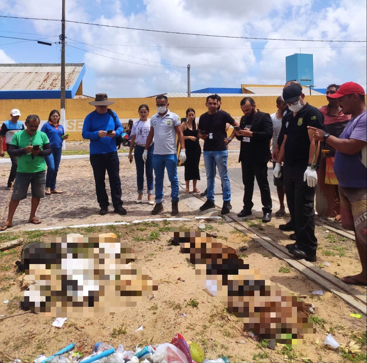 Vinte gatos são encontrados congelados em sacos de lixo em Parnaíba.