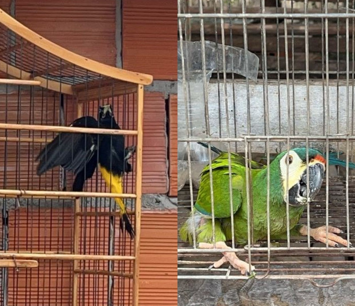 Animais apreendidos.