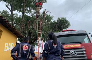 Jovem fica ferido após receber descarga elétrica durante poda de árvore no Piauí. (Foto: Reprodução/ Ascom)