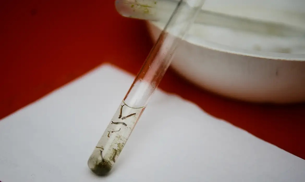 Larvas de dengue.