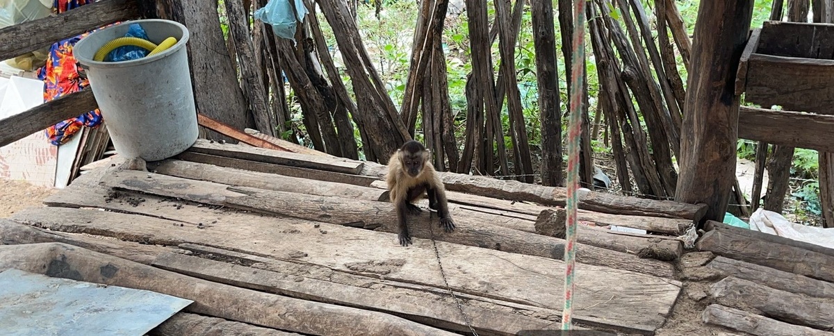 Macaco prego.