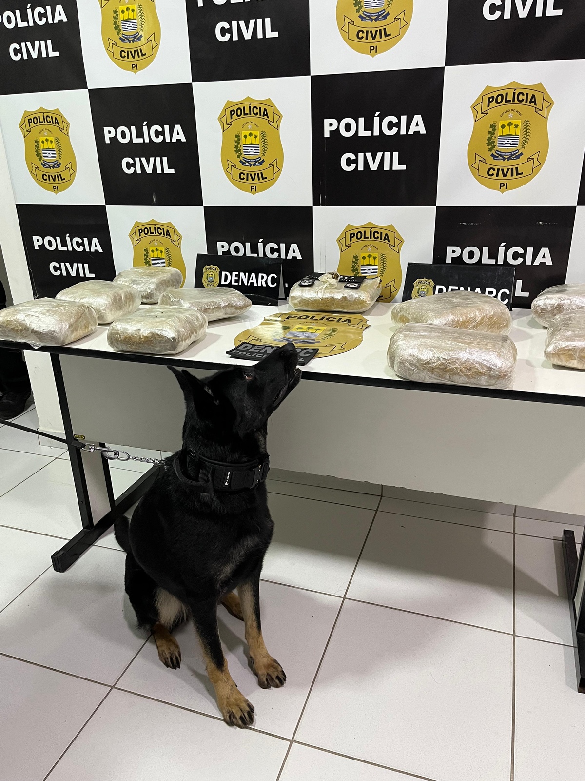 A ação contou com o Núcleo de Operações com Cães (NOC).
