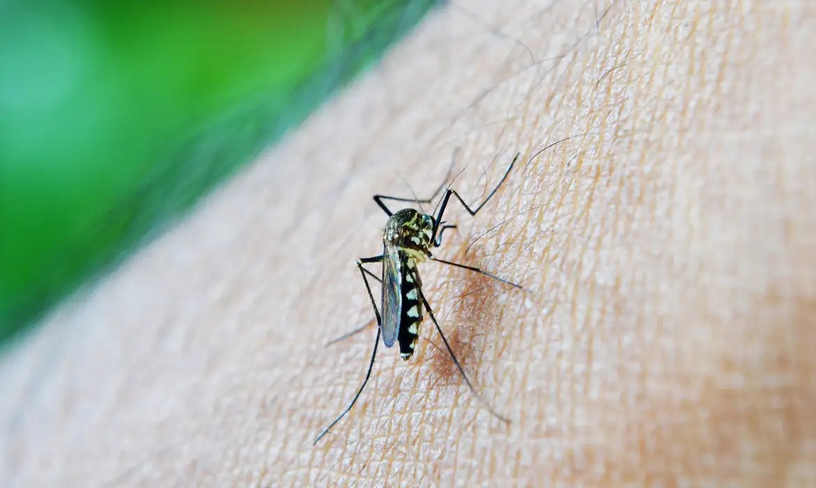 Aedes aegypti.
