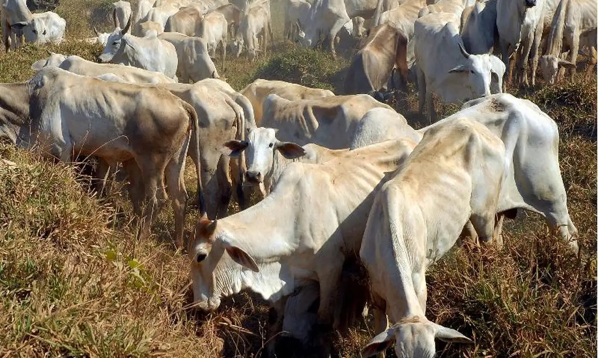 Vacinação contra a febre aftosa.