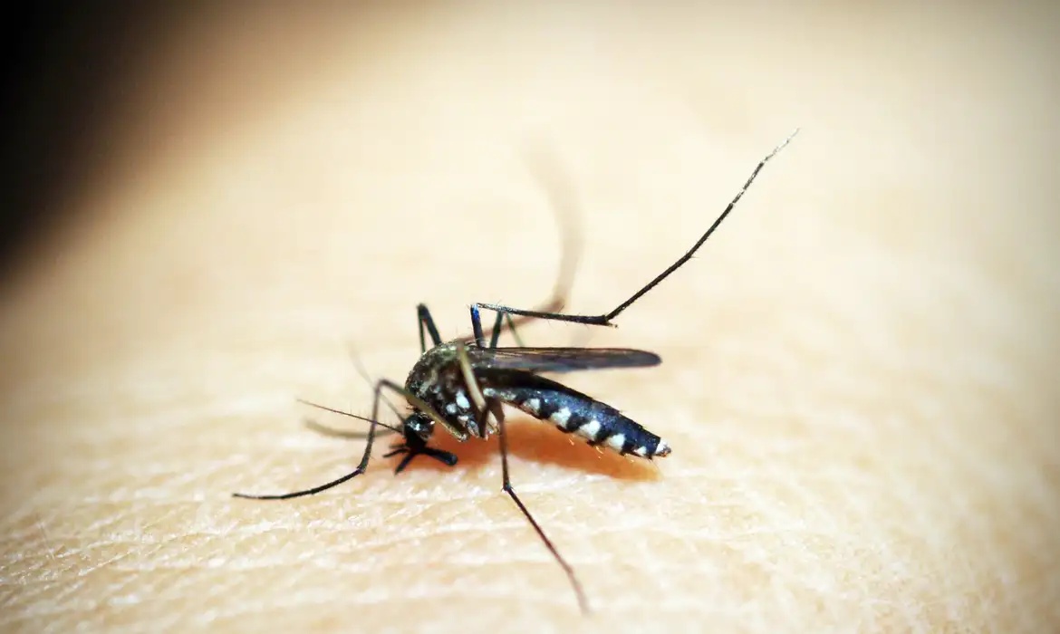 Aedes aegypti.