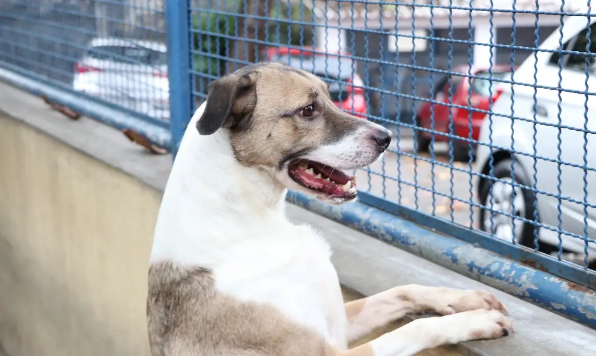 Número de violência e maus-tratos a animais cresce no Piauí.