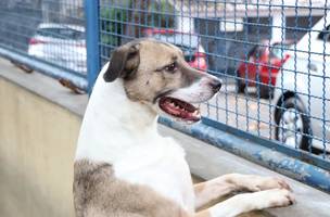 Número de violência e maus-tratos a animais cresce no Piauí. (Foto: Prefeitura do Rio/Subvisa/Nelson Duarte)