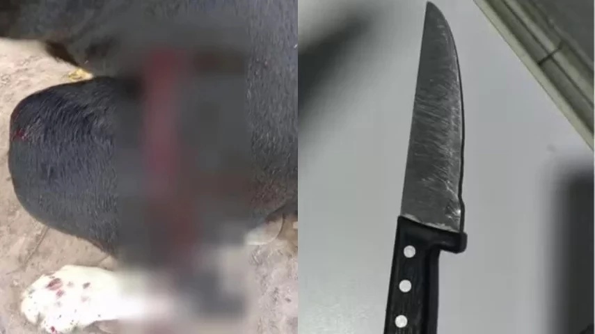 O homem havia sido atacado anteriormente, pelo animal.
