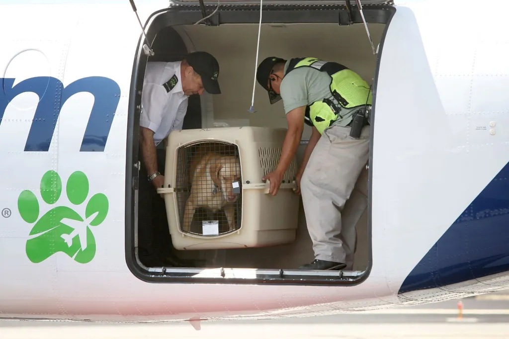 Transporte de animais no Brasil.