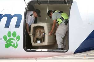 Transporte de animais no Brasil. (Foto: Reprodução/ Ascom)