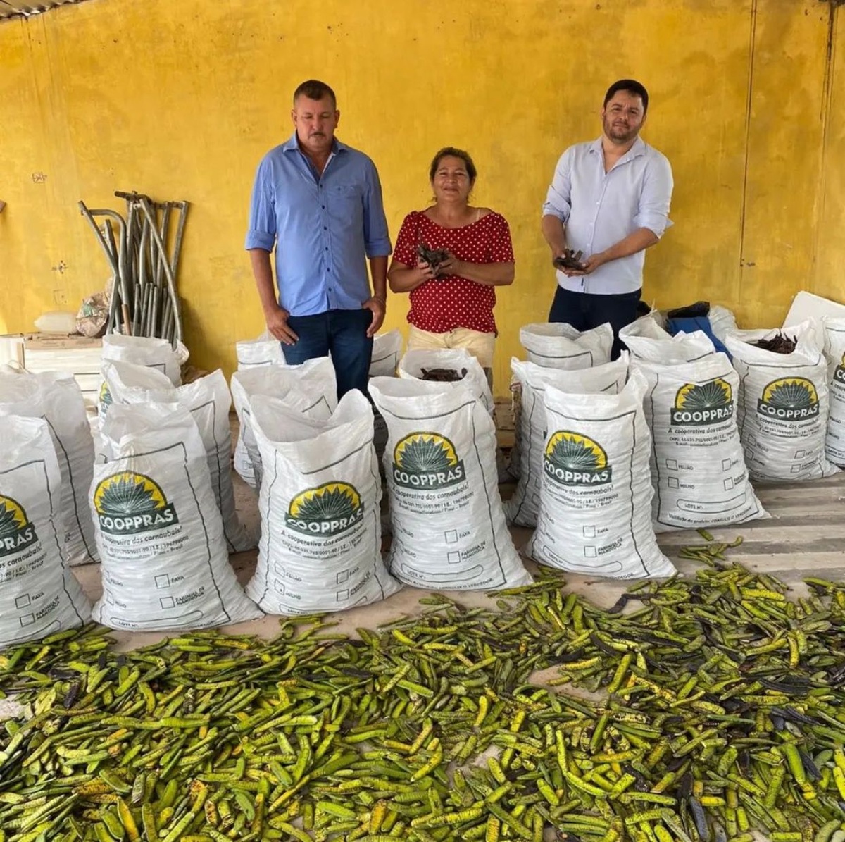 Feijão produzido pelos agricultores do município de Assunção do Piauí.