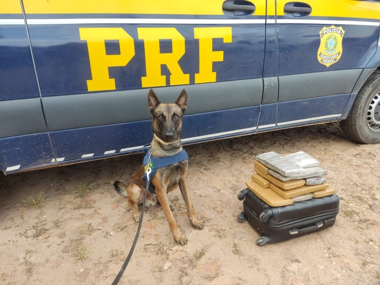 Os agentes utilizaram o cão farejador K9 Nullo.