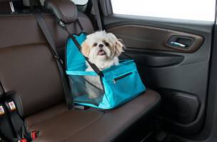 Projeto de lei autoriza transporte de animais em transportes públicos e privados. (Foto: Reprodução/ Ascom)