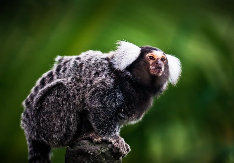 Caso suspeito de raiva transmitida por mordida de macaco é instigada pela SESAPI.