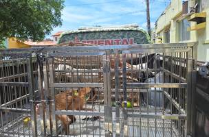 Polícia resgata macaco-prego e pássaros mantidos em cativeiro no litoral do Piauí. (Foto: Divulgação/ SSP-PI)