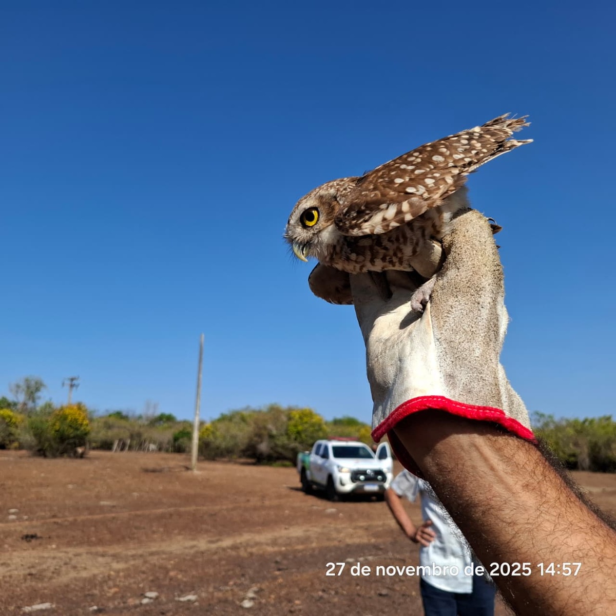 Aves soltas