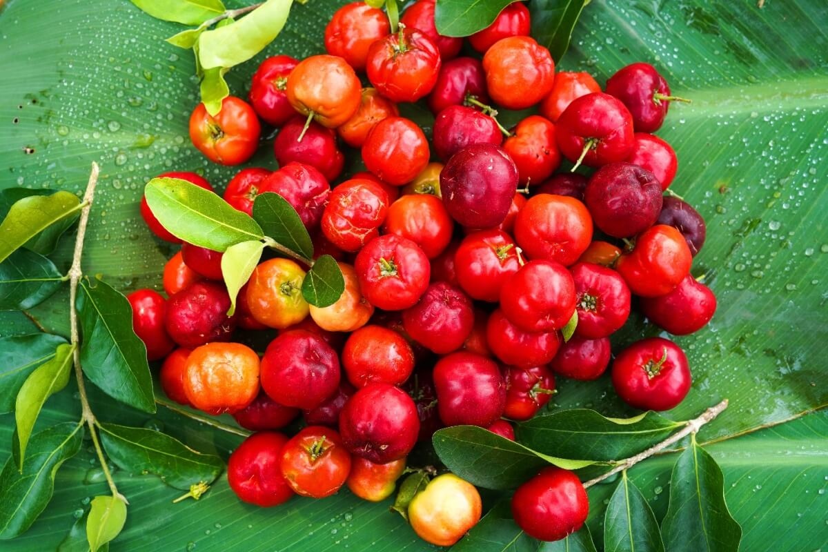 Acerola.