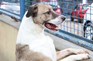 Animal em situação de rua. (Foto: Reprodução/ Agência Brasil)