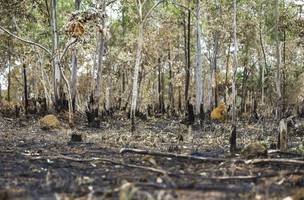 Desmatamento do Cerrado. (Foto: Reprodução/ Agência Brasil)