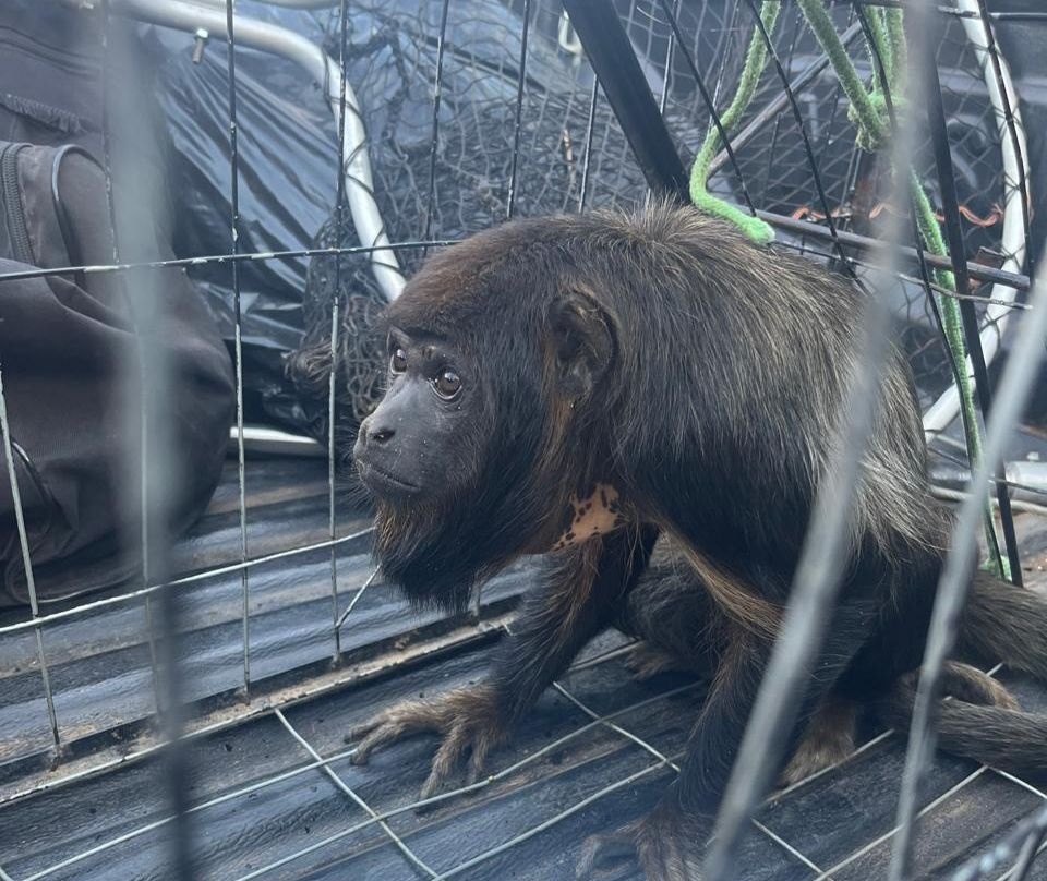 Macaca bugio.