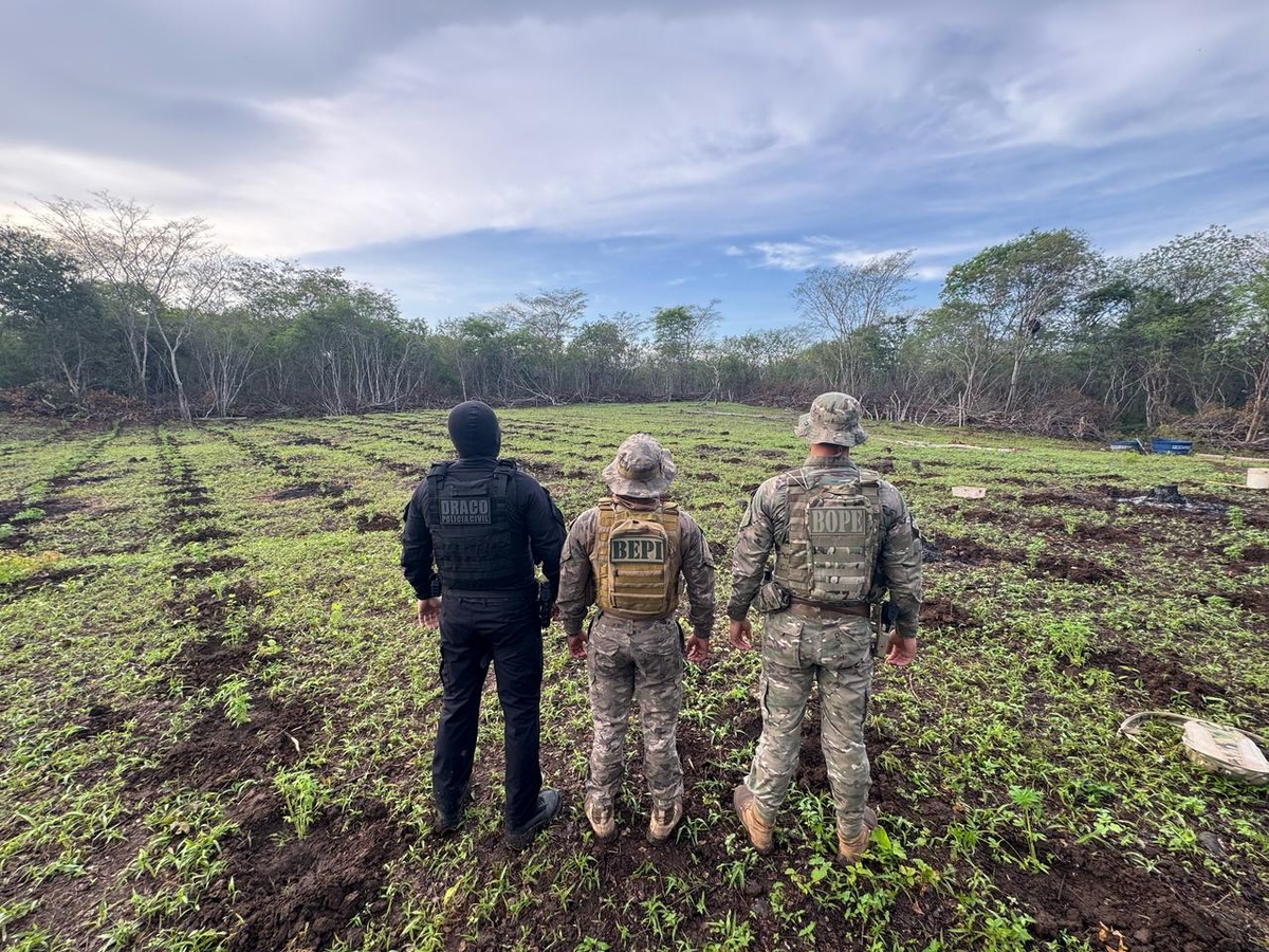 Plantação de maconha com cerca de 13 toneladas é localizada no Piauí.