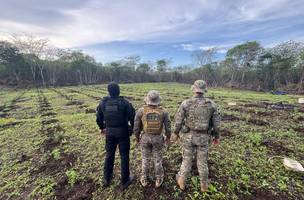Plantação de maconha com cerca de 13 toneladas é localizada no Piauí. (Foto: Divulgação/ SSP-PI)