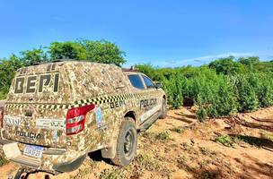 Polícia encontra plantação de maconha e destrói mais de 5 toneladas da droga. (Foto: Divulgação/ PM-PI)