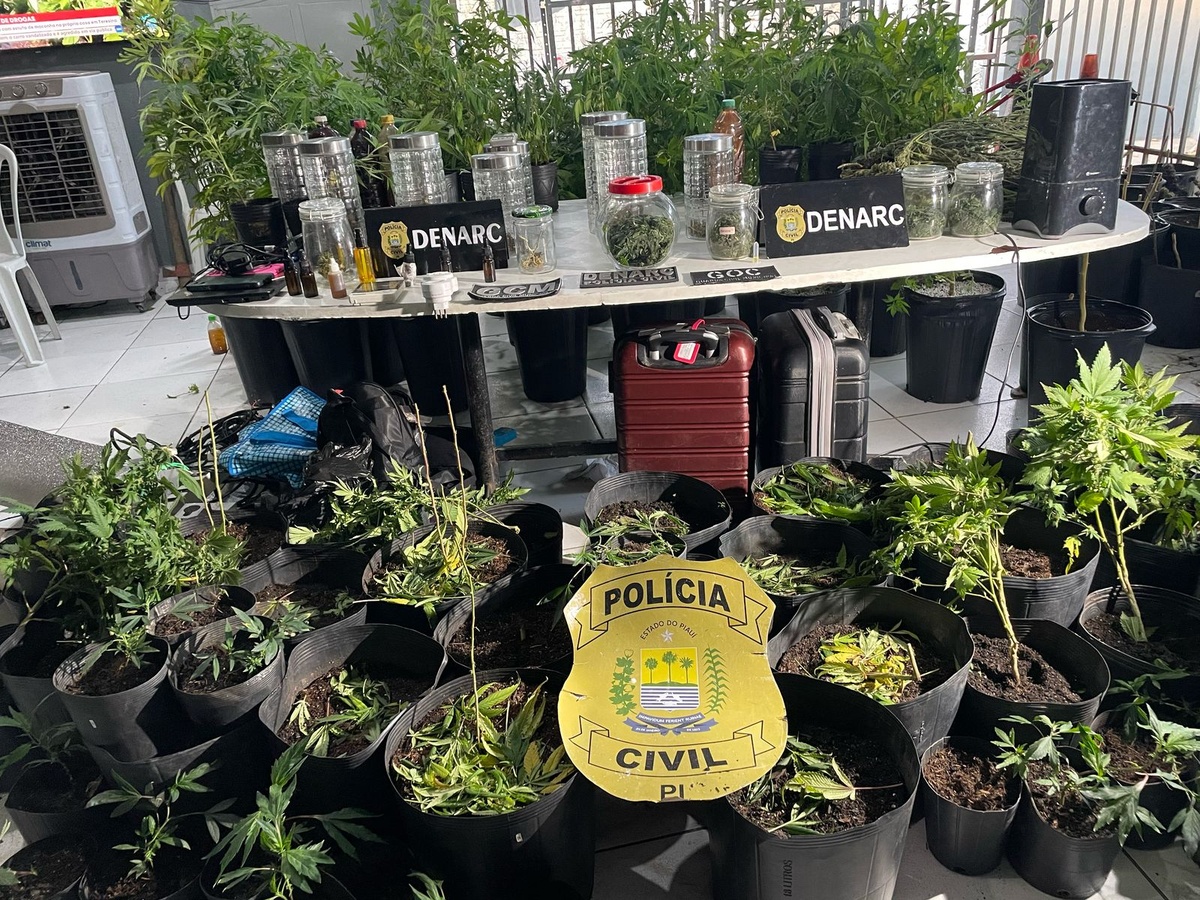 Casal é preso por cultivar maconha em estufa dentro de casa em Teresina.