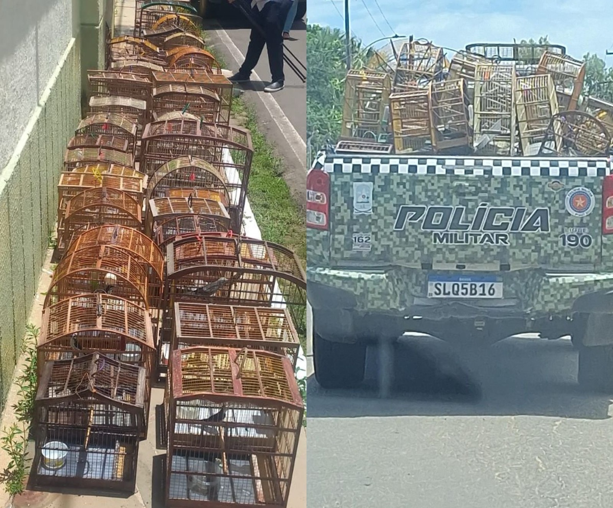 Cinquenta e uma aves são resgatadas pela PM em Parnaíba.