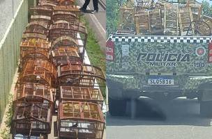 Cinquenta e uma aves são resgatadas pela PM em Parnaíba. (Foto: Ascom/SSP)