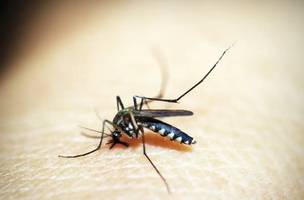 Dengue. (Foto: Reprodução/ Agência Brasil)