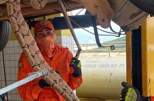 Jiboia aparece dentro de carro em Oeiras e mobiliza Bombeiros. (Foto: Divulgação/ Corpo de Bombeiros do Piauí)