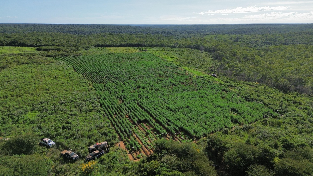 Polícia encontra 13 toneladas de maconha e destrói plantação de 3 hectares no Piauí.