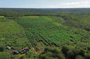 Polícia encontra 13 toneladas de maconha e destrói plantação de 3 hectares no Piauí. (Foto: Reprodução/ SSP-PI)