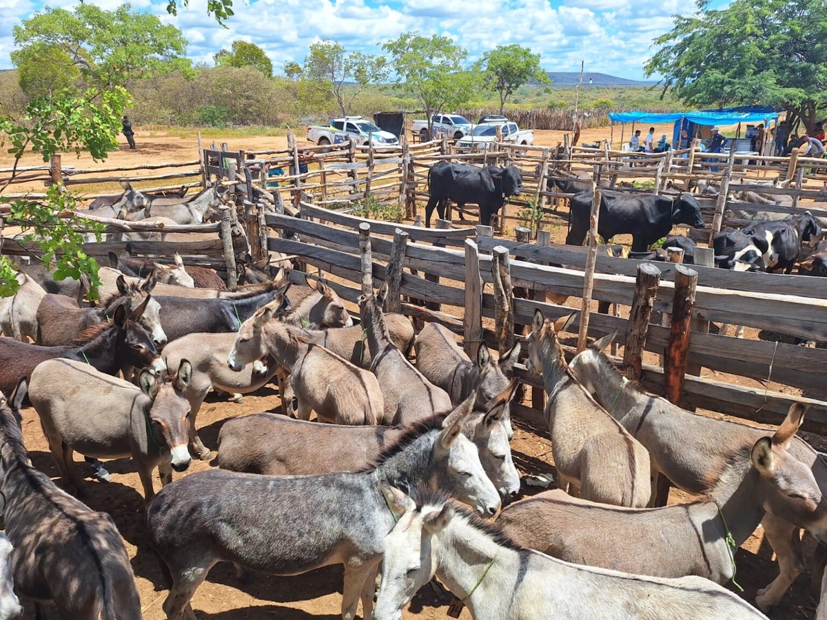 Polícia resgata 72 jumentos mantidos sem água e comida no Sul do Piauí.