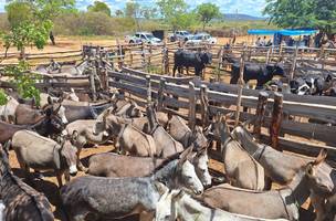 Polícia resgata 72 jumentos mantidos sem água e comida no Sul do Piauí. (Foto: Divulgação/ SSP-PI)
